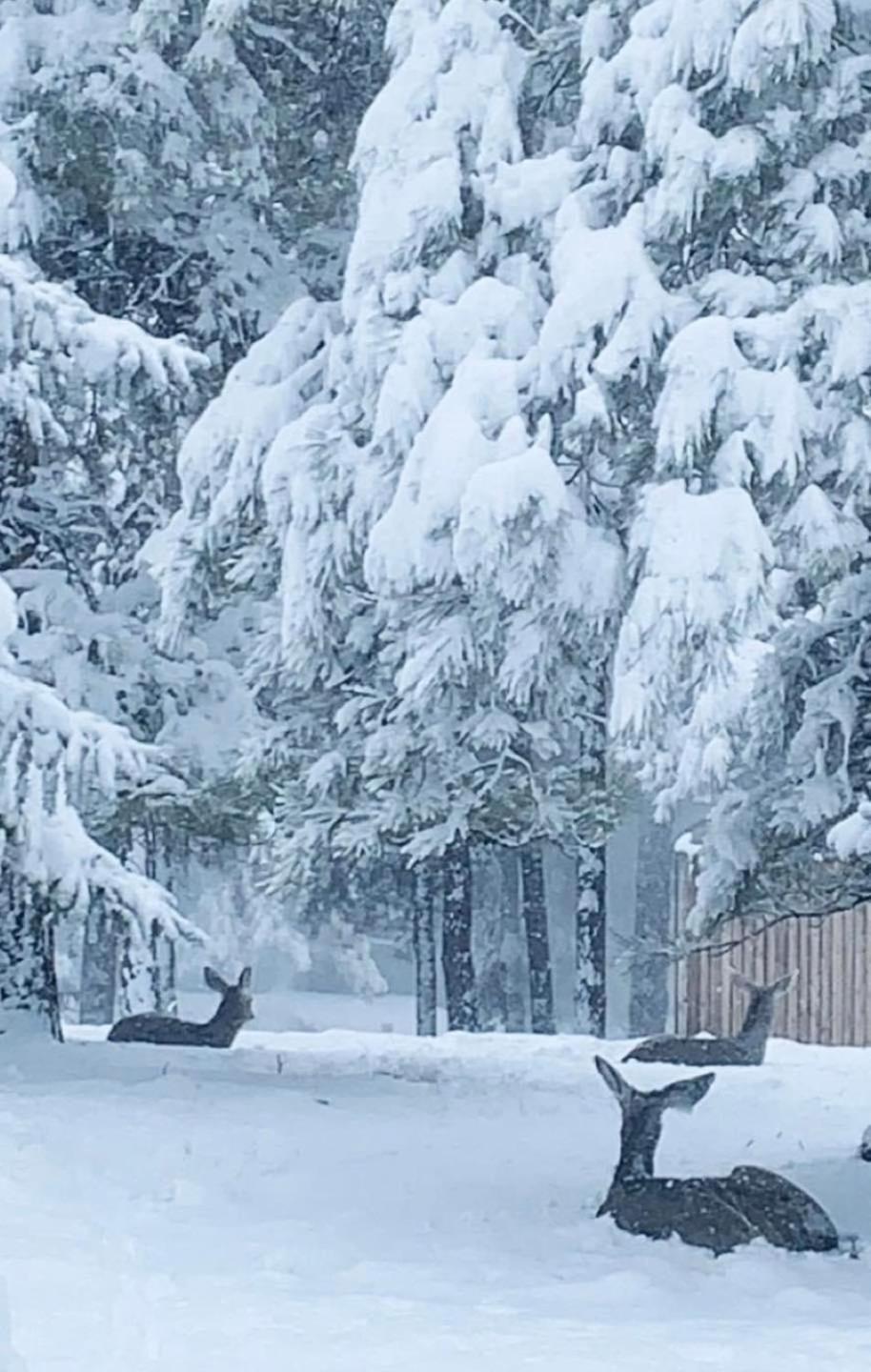 Kathys Cabin, King Bed, Hot Tub, Near-Nau & Downtown Attractions, Perfect Year-Round Mountain Getaway Flagstaff Exterior photo